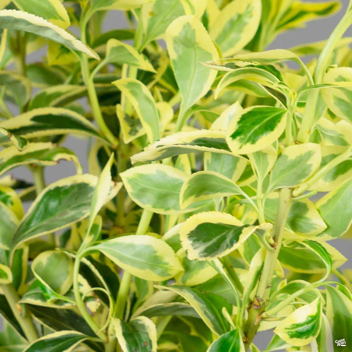 3012-euonymus-silver-king-1.webp Euonymus 'Silver King'