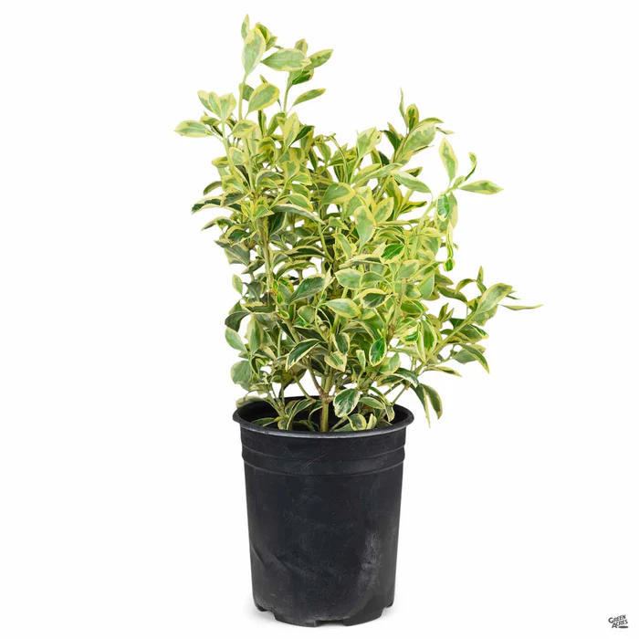 3012-euonymus-silver-king-2.webp Euonymus 'Silver King'