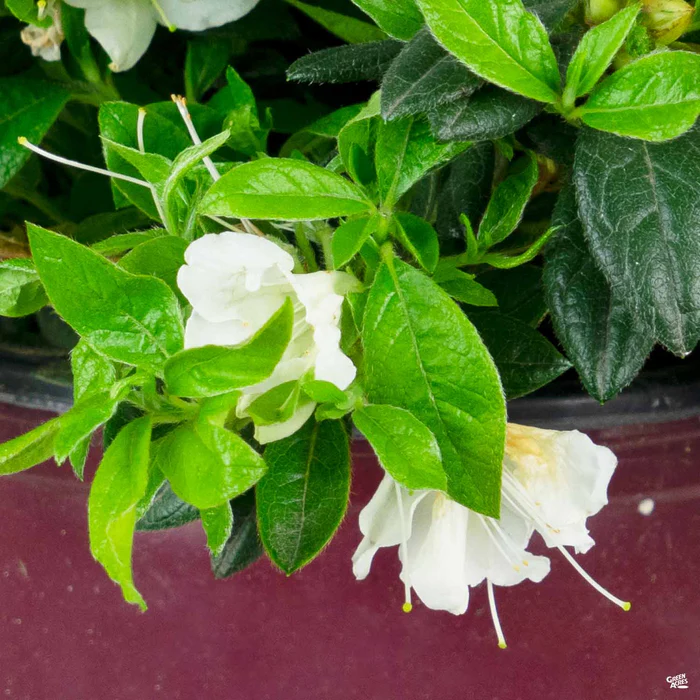 Encore Azalea Autumn Ivory