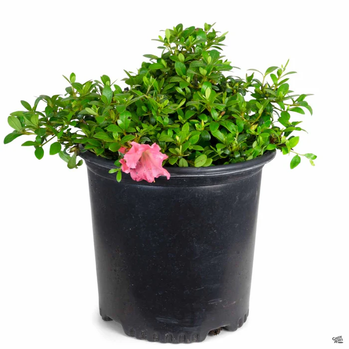 Azalea 'Gumpo Pink'