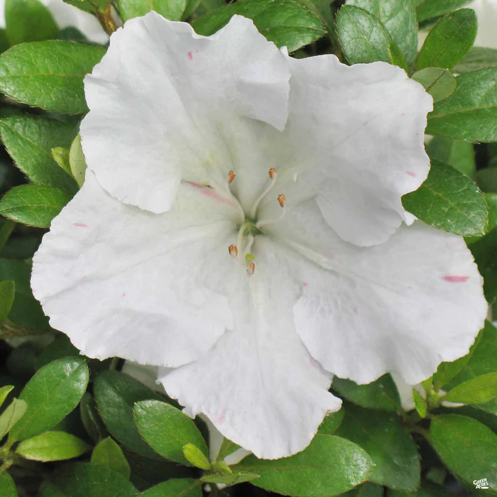 Azalea 'Gumpo White'