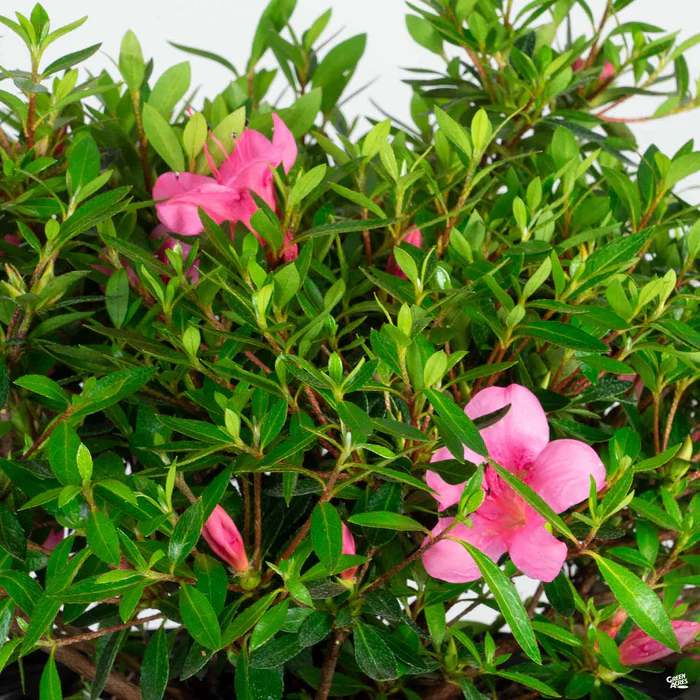 3020-azalea-oku-1.webp Azalea 'Oku'