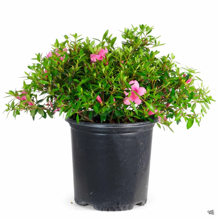 3020-azalea-oku-2.webp Azalea 'Oku'
