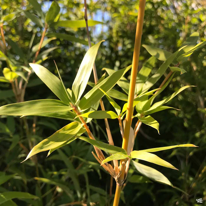 Bamboo 'Golden Goddess'