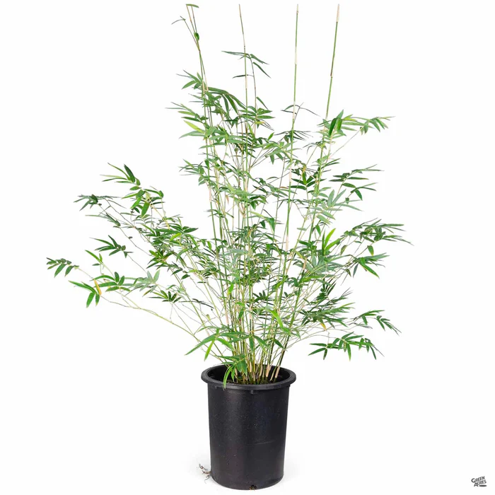 Bamboo 'Golden Goddess'