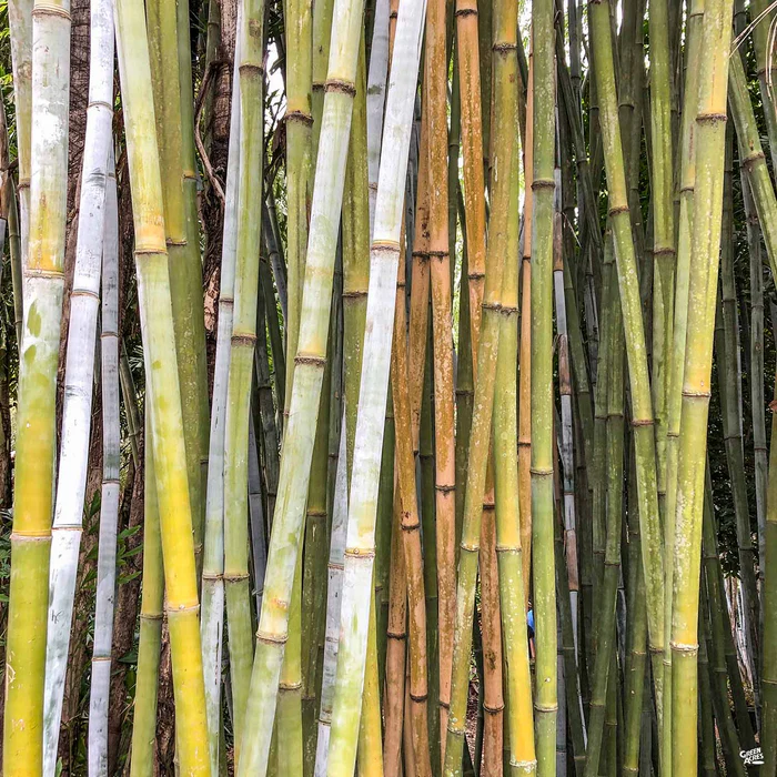 3022-giant-timber-bamboo-1.webp Giant Timber Bamboo