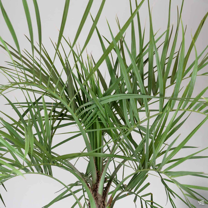 3023-pindo-palm-1.webp Pindo Palm