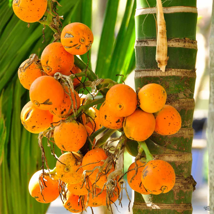 3023-pindo-palm-2.webp Pindo Palm