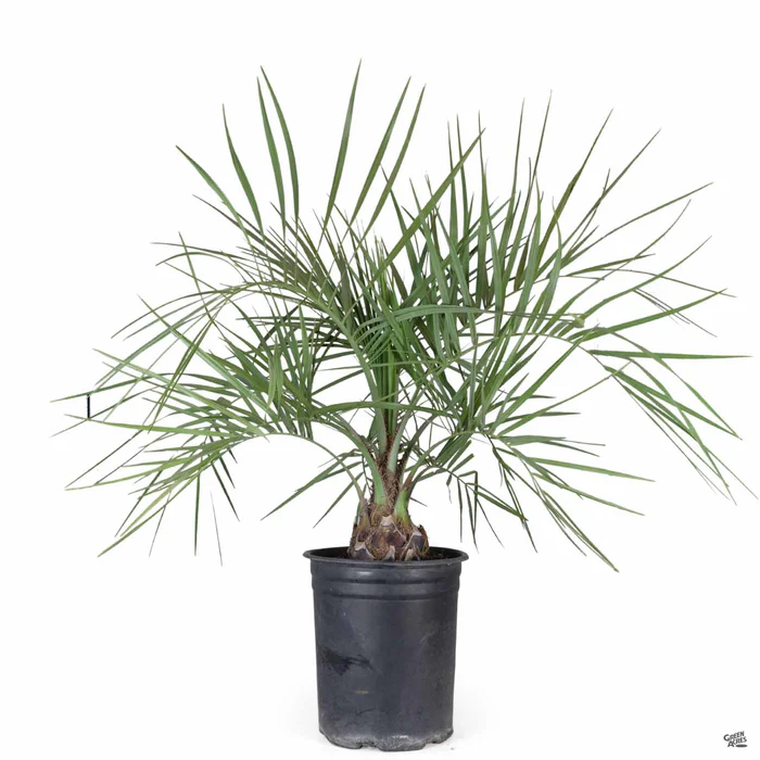 3023-pindo-palm-3.webp Pindo Palm