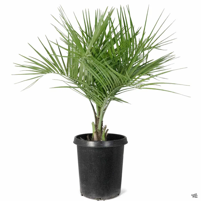 3023-pindo-palm-4.webp Pindo Palm