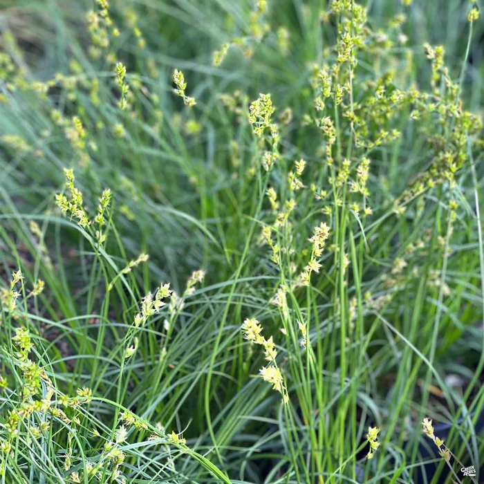 Berkeley Sedge
