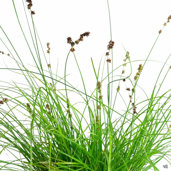 Berkeley Sedge