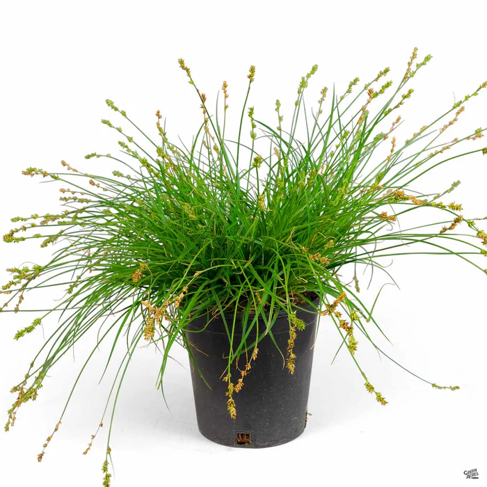Berkeley Sedge