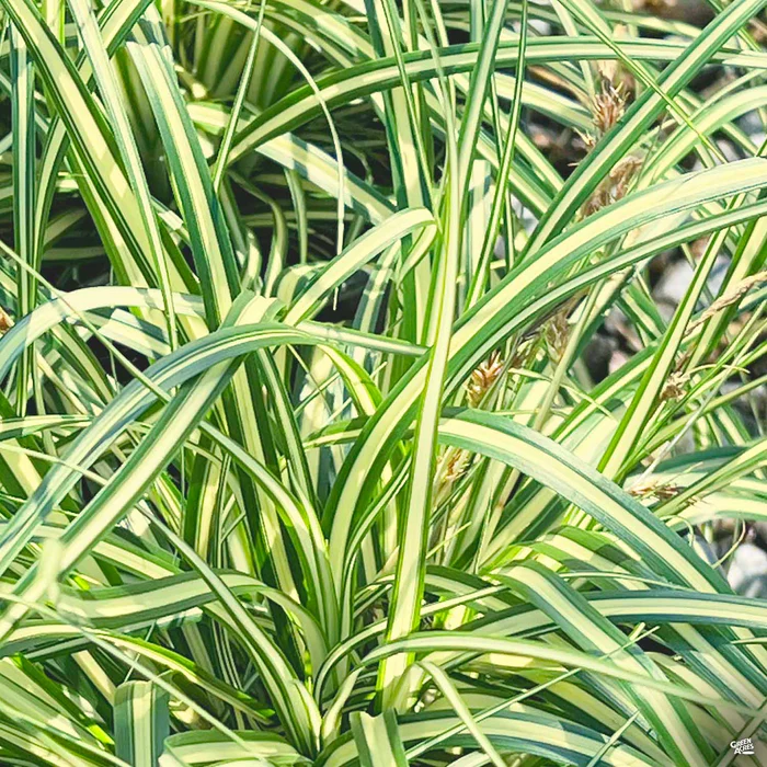 3027-sedge-evergold-1.webp Sedge 'Evergold'