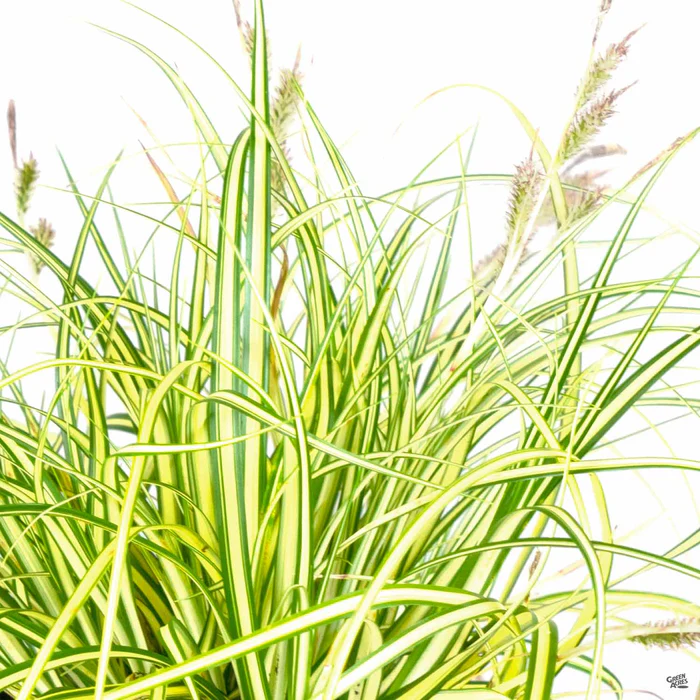 3027-sedge-evergold-2.webp Sedge 'Evergold'