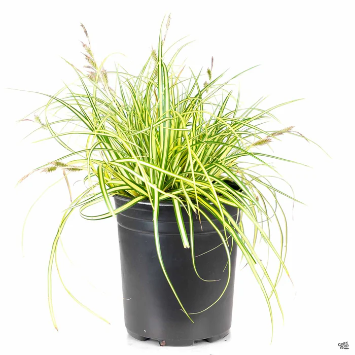 3027-sedge-evergold-3.webp Sedge 'Evergold'