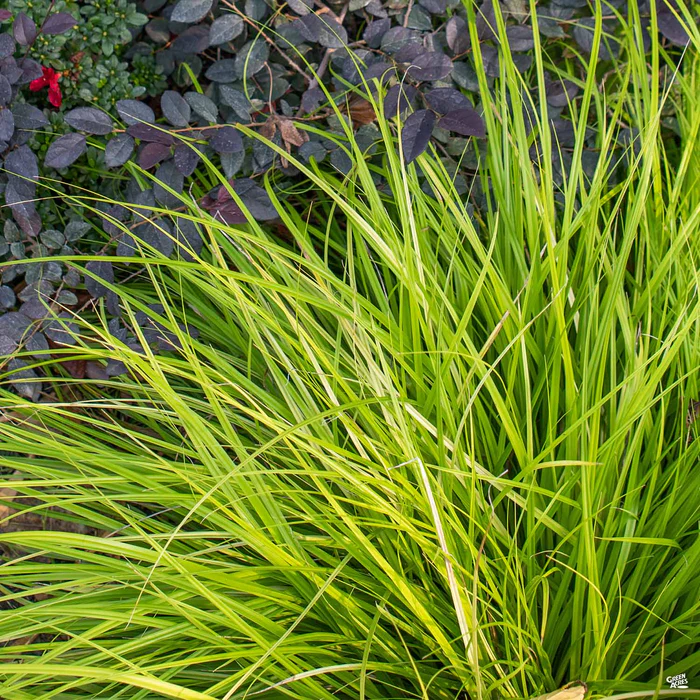Sedge 'Everillo'