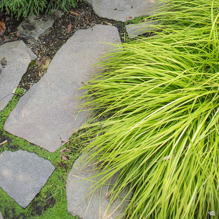 3028-sedge-everillo-2.webp Sedge 'Everillo'