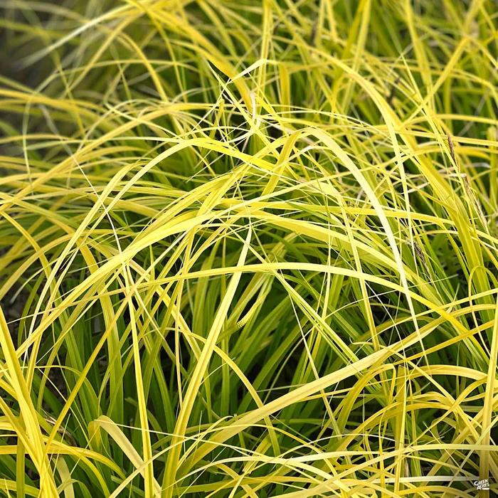 3028-sedge-everillo-3.webp Sedge 'Everillo'