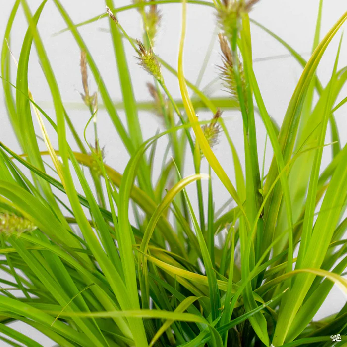 3028-sedge-everillo-4.webp Sedge 'Everillo'