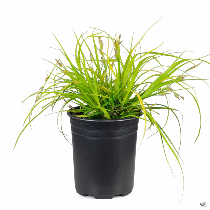 3028-sedge-everillo-5.webp Sedge 'Everillo'