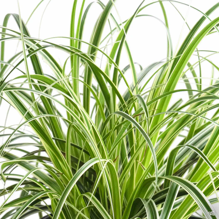 Sedge 'Feather Falls'