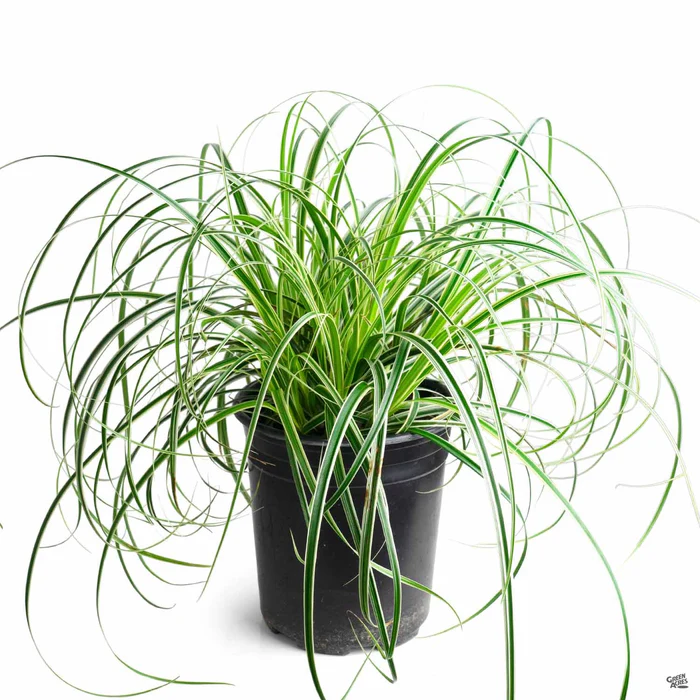Sedge 'Feather Falls'