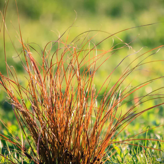 Orange Sedge