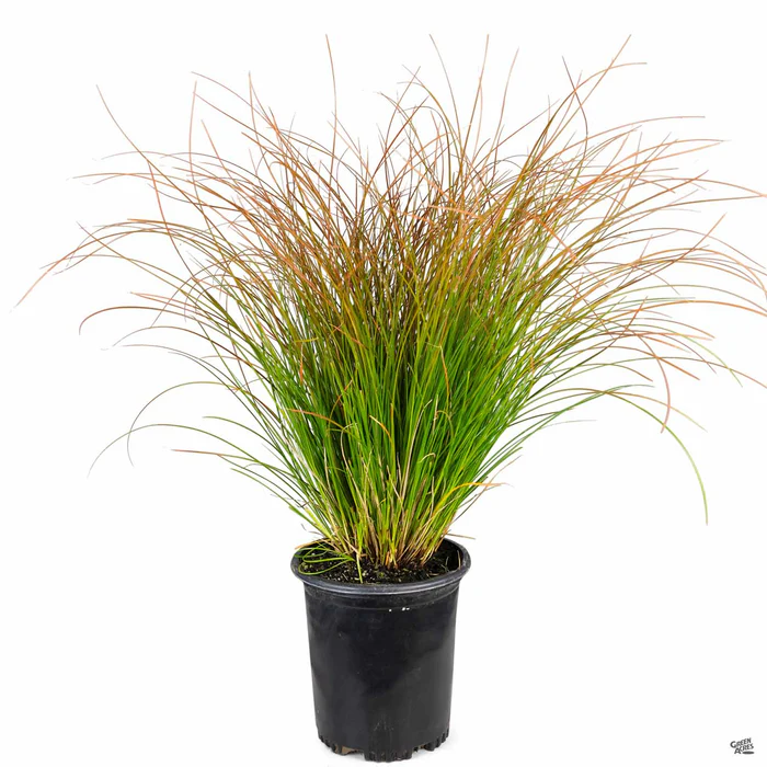 Orange Sedge