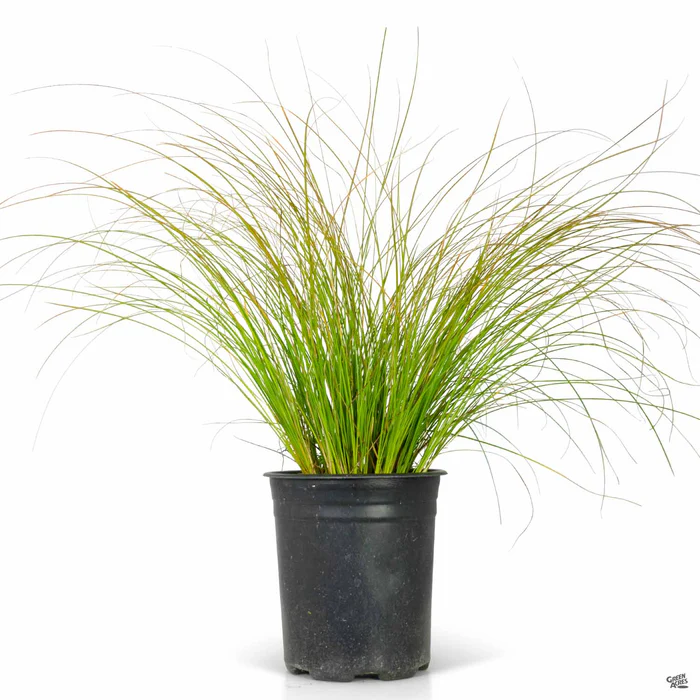 Orange Sedge