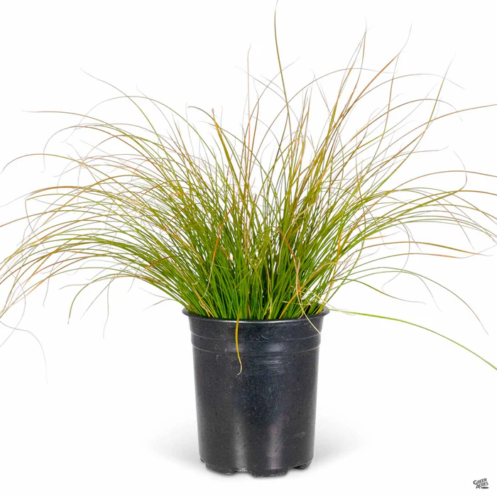 Orange Sedge