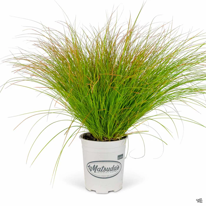 Orange Sedge