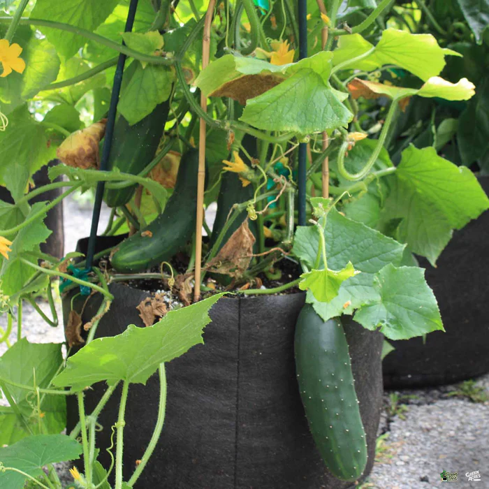 High Caliper Smart Pot