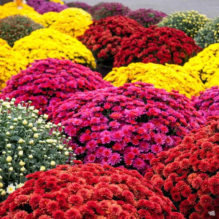304-chrysanthemum-1.webp Chrysanthemum