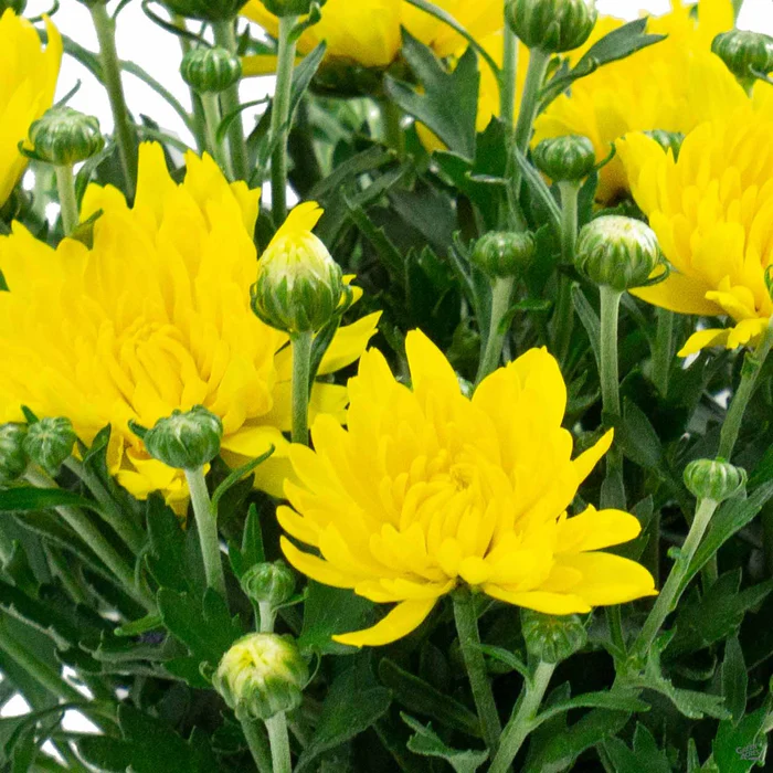 304-chrysanthemum-10.webp Chrysanthemum