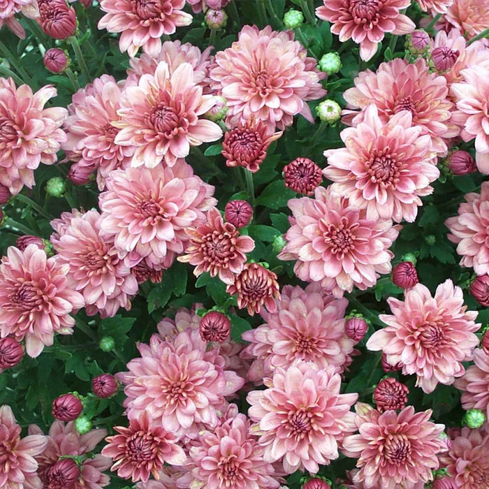 304-chrysanthemum-11.webp Chrysanthemum