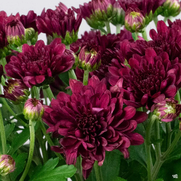 304-chrysanthemum-12.webp Chrysanthemum