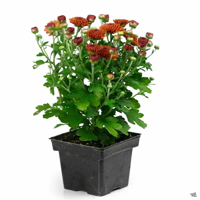 304-chrysanthemum-13.webp Chrysanthemum
