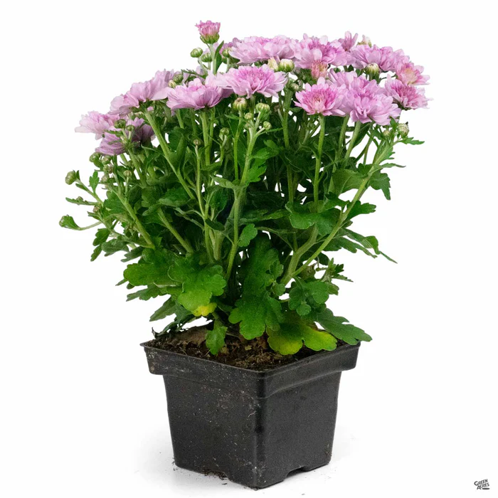 304-chrysanthemum-14.webp Chrysanthemum