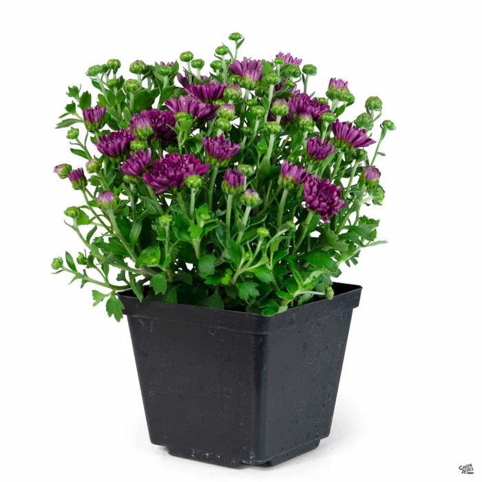 304-chrysanthemum-15.webp Chrysanthemum