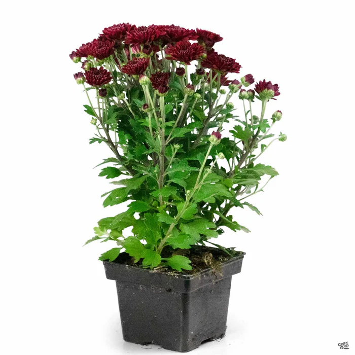 304-chrysanthemum-16.webp Chrysanthemum