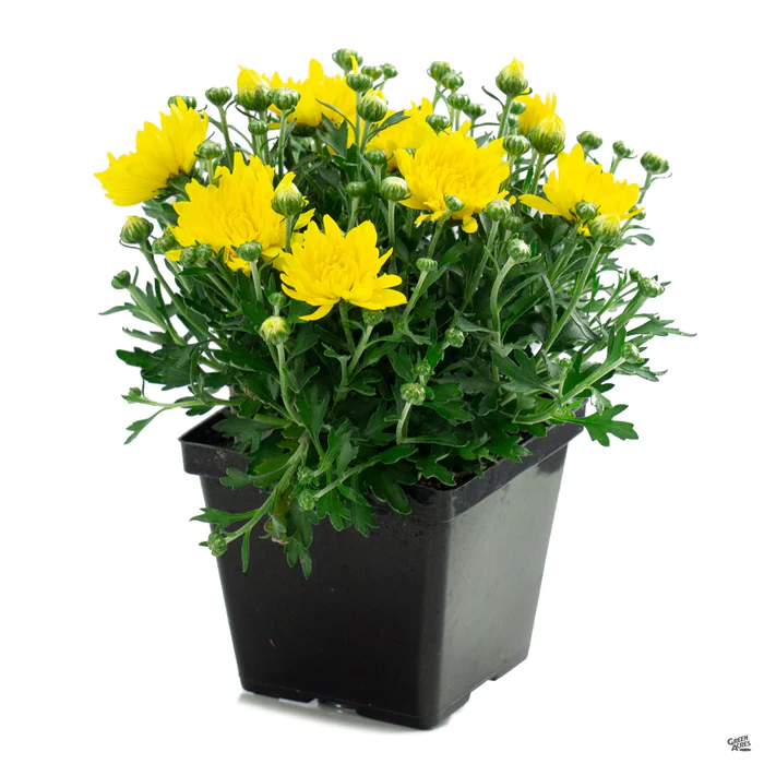 304-chrysanthemum-17.webp Chrysanthemum