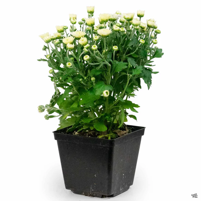 304-chrysanthemum-18.webp Chrysanthemum