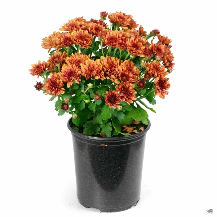 304-chrysanthemum-19.webp Chrysanthemum