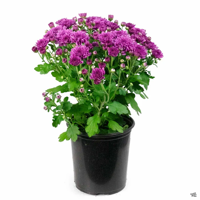 304-chrysanthemum-20.webp Chrysanthemum