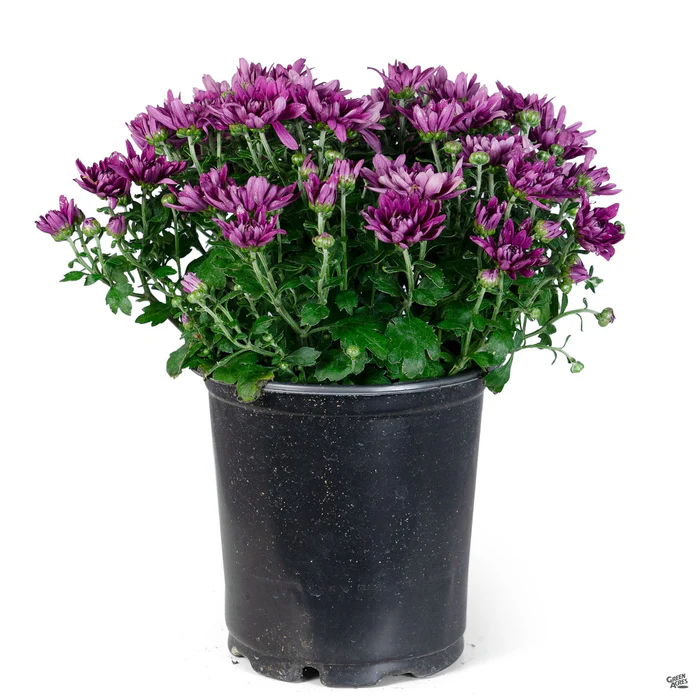 304-chrysanthemum-21.webp Chrysanthemum