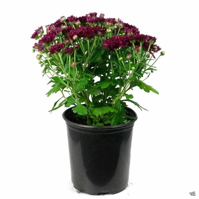 304-chrysanthemum-22.webp Chrysanthemum