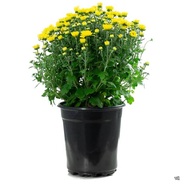 304-chrysanthemum-23.webp Chrysanthemum