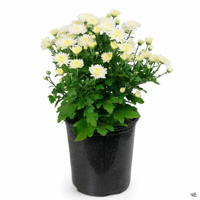 304-chrysanthemum-24.webp Chrysanthemum