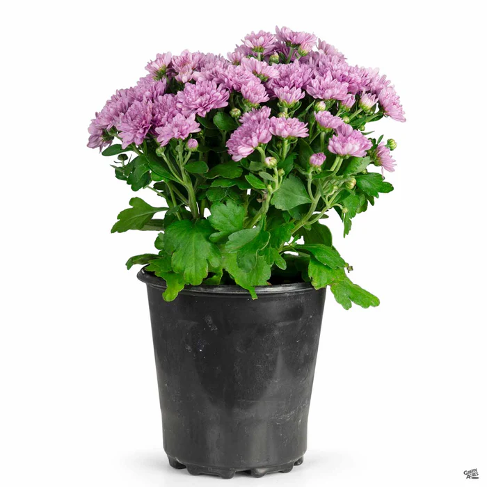304-chrysanthemum-25.webp Chrysanthemum